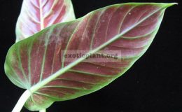 Philodendron-cruentum-