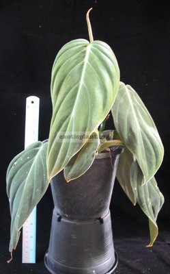 Philodendron-gigas-25-45