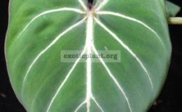 Philodendron-gloriosum-No.2-
