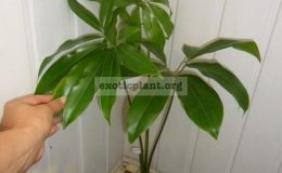 Philodendron-goeldii-15-30