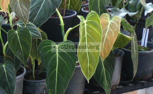 Philodendron-longifolia
