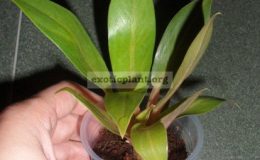 Philodendron-martianum-S-12