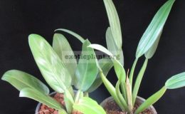 Philodendron-martianum-short-petioleL-сравнение-двух-клонов-справа-обычный-фил-мартиуса-слева-клон-с-укороченными-черешками