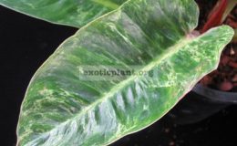 Philodendron-melinonii-Mosaic-2400-