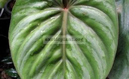 Philodendron-plowmanii-