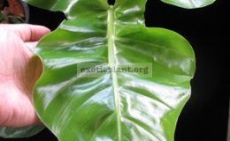 Philodendron-rothschuhianumsp.T20-1800-