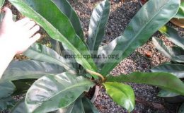 Philodendron-rubescent-20
