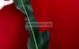 Philodendron-sp-N40-45-