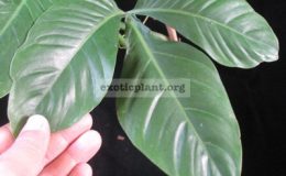 Philodendron-sp-T37-60