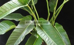 Philodendron-sp-T38-30