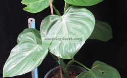 Philodendron-sp.-T05-Heart-leaf
