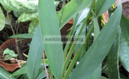 Philodendron-sp.-Thailand-1200-
