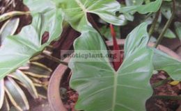 Philodendron-sp.T02