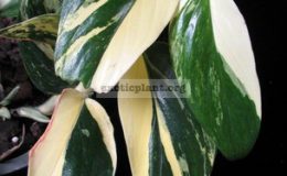 Philodendron-sp.T09-varieagted