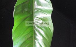 Philodendron-sp.T10