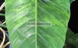 Philodendron-sp.T12