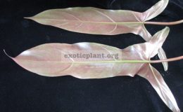 Philodendron-sp.T15-