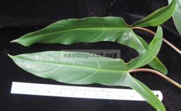 Philodendron-sp.T15-1-1