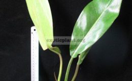 Philodendron-sp.T18-pig-skin