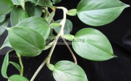 Philodendron-sp.T21-Dwarf-800-1-1