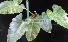 Philodendron-sp.T24