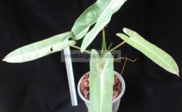 Philodendron-sp.T26