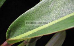 Philodendron-sp.T28-Pig-Skinnarrow-leaf-2400-