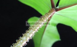 Philodendron-sp.T29-Hairy-petiole-1000-