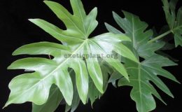 Philodendron-sp.T31-1000-