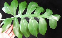 Philodendron-sp.T32-1500-