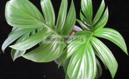 Philodendron-sp.T33-1500-