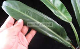 Philodendron-sp.T34-1200-1-1