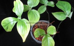 Philodendron-sp.T35-1500-