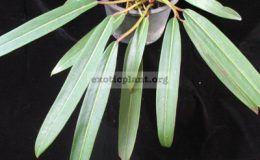 Philodendron-sp.T36-Pig-skin-2500-
