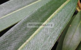 Philodendron-sp.T36-Pig-skin-2500-1-2