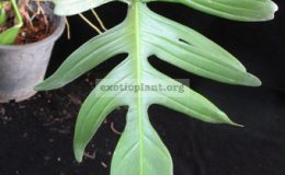 Philodendron-squamiferum-green-petiole-