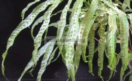 Phymatodes-nigrescens-Philippines-30