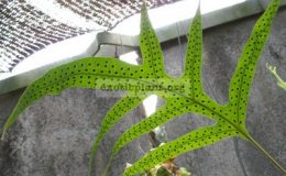 Phymatodes-scolopendriafertile-leaf-