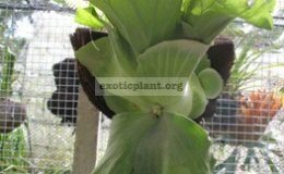 Platycerium-Antisandinum-x-elephantotis-взрослое-растение