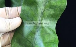 Polypodium-musifolium-mutationNo.1-40