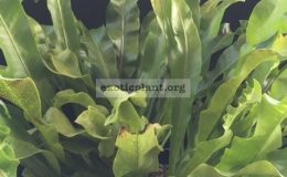 Polypodium-musifolium-x-Twisted-Tip-35
