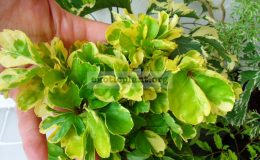Polyscias-scutellaria-Yellow-Curly