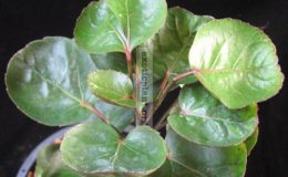 Polyscias-scutellaria-brown-margin-leaf-24-e1458415911388