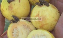Psidium-cattleianum-Yellow-Strawberry-Guava-60-