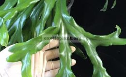 Pyrrosia-longifolia-Fishtail-No.2-35