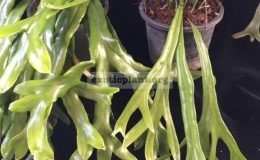 Pyrrosia-longifolia-Fishtail-No.2left-and-Pyrrosia-longifolia-Fishtail-No.3narrow-leafright