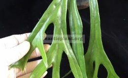 Pyrrosia-longifolia-Fishtail-No.3-narrow-leaf-35