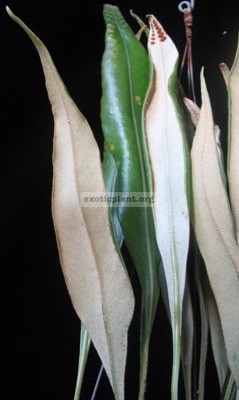 Pyrrosia sp.(T01)(white hair leaf) 23
