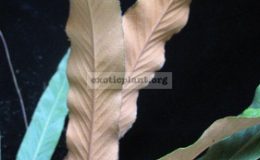 Pyrrosia-stigmosa-Pyrrosia-lingua-long-leaf