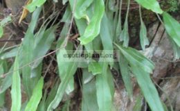 Pyrrosia-varia-Southern-Thailand